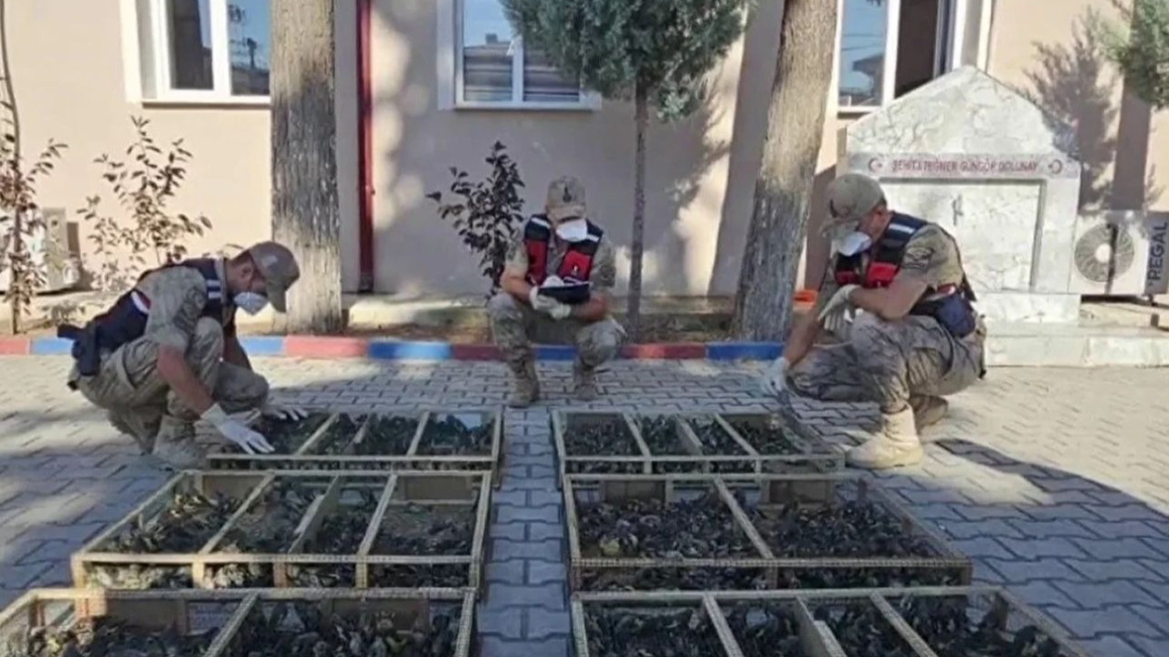 Hatay'da akılalmaz kaçakçılık! Traktör römorkundan 2 bin 114 saka kuşu çıktı, 19.8 milyon TL ceza kesildi