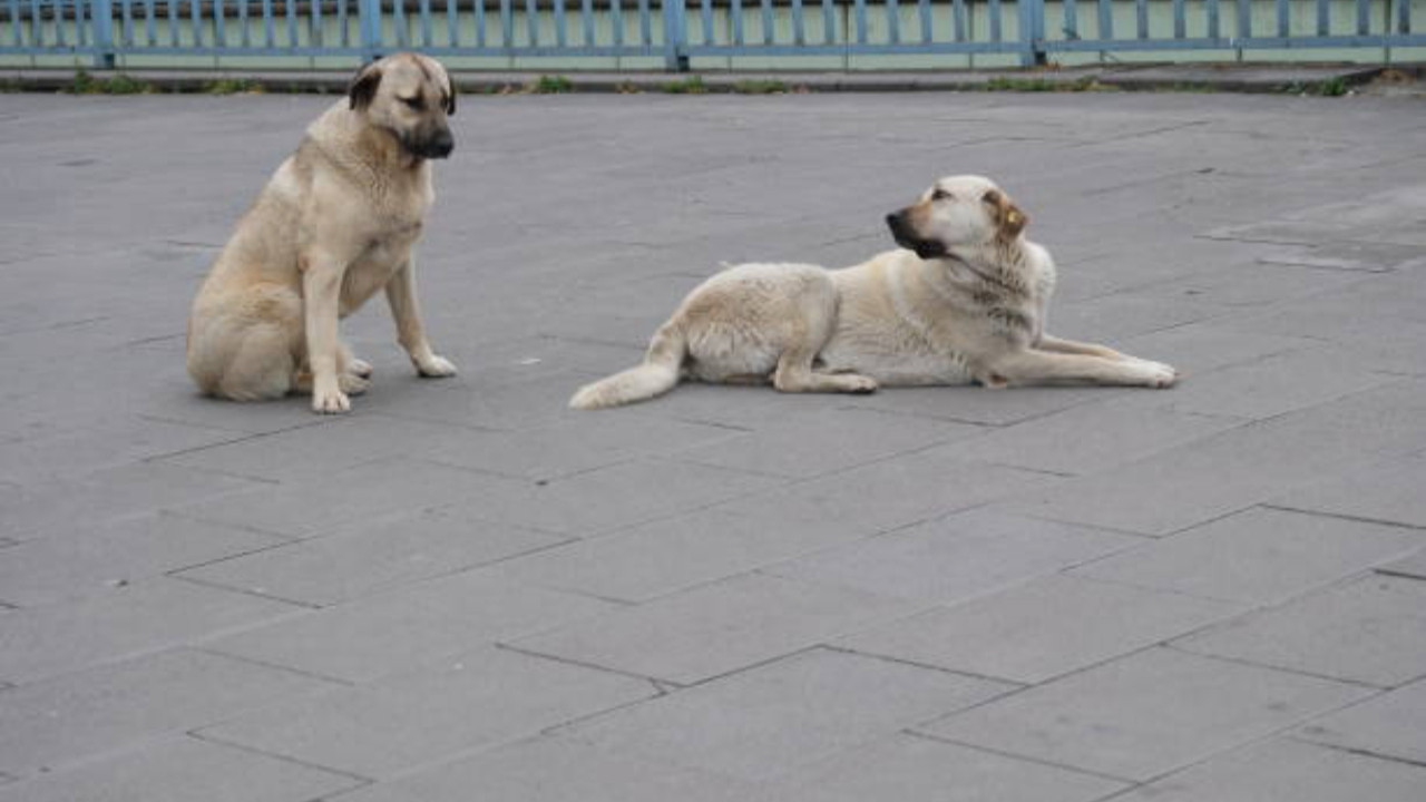 İstanbul Valisi Davut Gül'den sahipsiz köpek açıklaması: 
