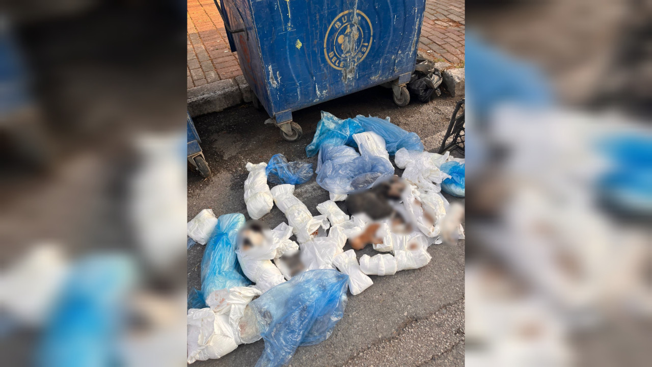 İzmir Buca'da vahşet: Çöp konteyneri önünde 33 ölü kedi bulundu