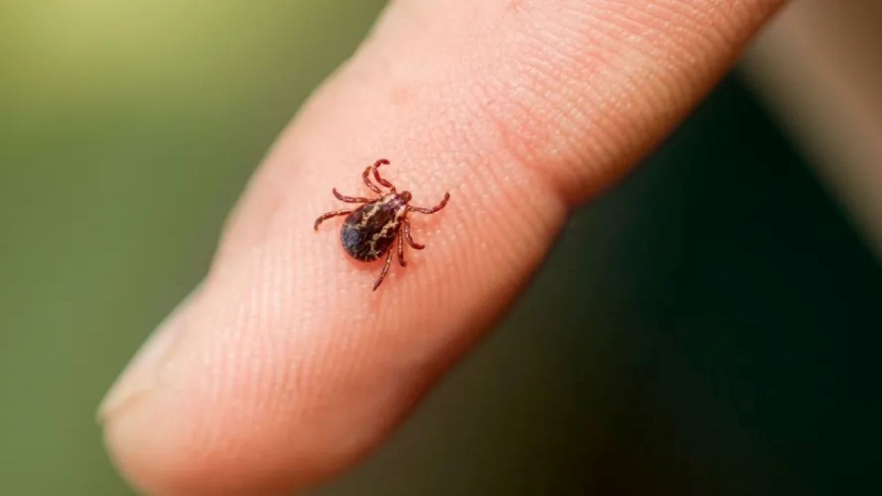 Korkutan kene alarmı! KKKA teşhisi konulan 3 kişi hastaneye yatırıldı