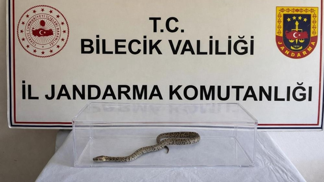 Yasa dışı besliyordu: Evinden nesli tükenmekte olan yılan çıktı